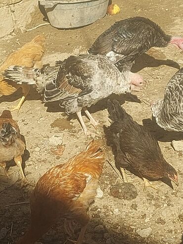 Toyuqlar: Toyuq, Ətlik, Ünvandan götürmə -da lalafo.az — 3 Toyuqlar: Toyuq, Ətlik, Ünvandan götürmə — 3