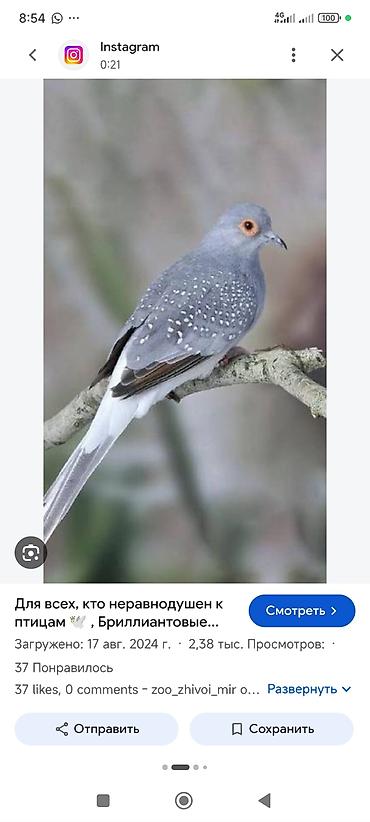 жапалак птица: Бриллиантовая горлица (Geopelia cuneata) - Небольшая декоративная — 1
