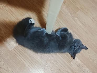 Кошки: Британская, Самец, В добрые руки, Доставка в районы — 3