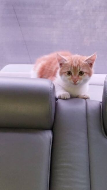 купить собаку ротвейлер: БЕСПЛАТНО Очаровательный рыжебелый котёнок - Окрас: классический