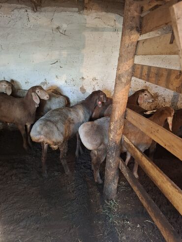 продаю дойных коров: Кочкор сатылат семиз срочно. 15 шт
