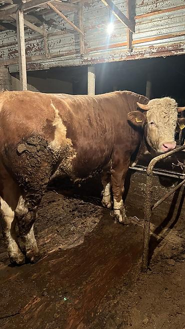 Коровы, быки: Продаю | Бык (самец) — 3