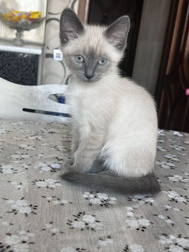 siyan pişik: Siam, Erkək, Yaxşı əllərə, Ünvandan götürmə, Ödənişli çatdırılma