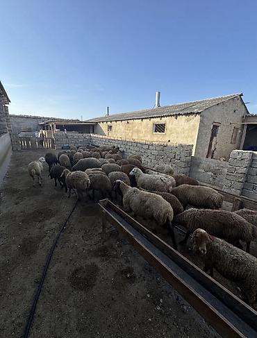 Qoyunlar, qoçlar: Salam her kiloda var 5,10,15,20,25,30,35,40 kilogram quzu lar satılır — 1