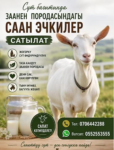 ат касилке: Продаю | Коза (самка) | Зааненская | Для молока — 4