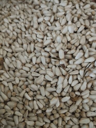 газонная трава цена за 1 кг бишкек: Другие виды семян и саженцев