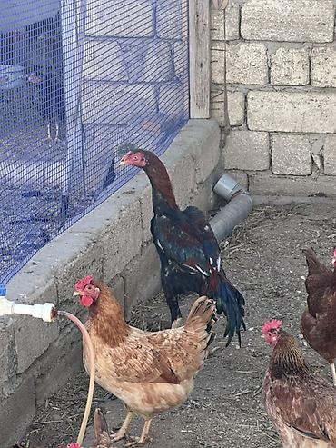 Xoruzlar: Xoruz, il: <1 — 15