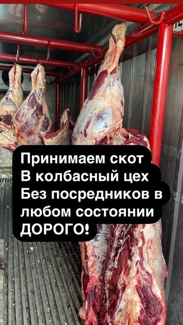 домашнее животное: Приём скота круглосуточно каровы быки лошади самовывоз дорого!