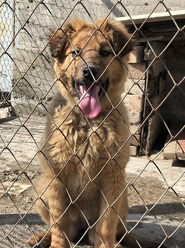 Продажа собак: Овчарка, 4 месяца, Самка — 1