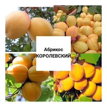 форель цена за 1 кг бишкек: Абрикосы Королевский, Оптом