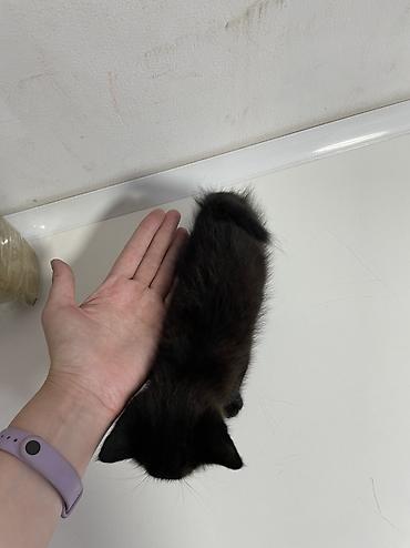 кошка черная: Котята в добрые руки! Им около месяца, скорее всего мальчики, пока — 6