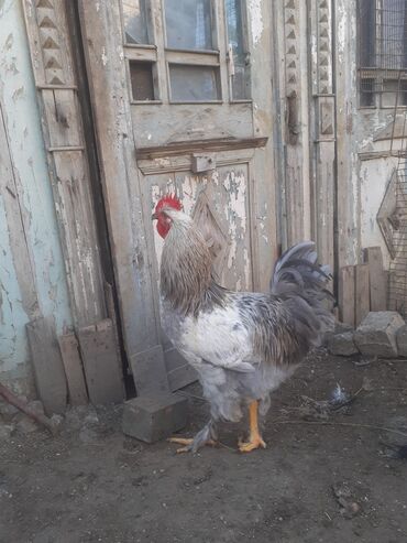 Xoruzlar: Ordekler 42 azn diri ceki 4kg 300gr. xoruz cekisi 2kg.600gr. - Cins — 6