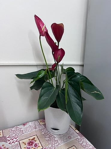 цветок антуриум: Антуриум (Anthurium andreanum) в декоративном горшке - Эффектные — 2