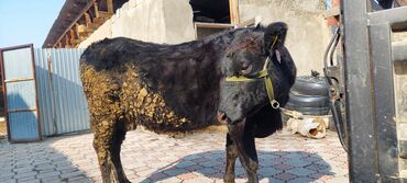 Коровы, быки: Продаю | Корова (самка) | Ангус | Для разведения, Для молока | Стельные