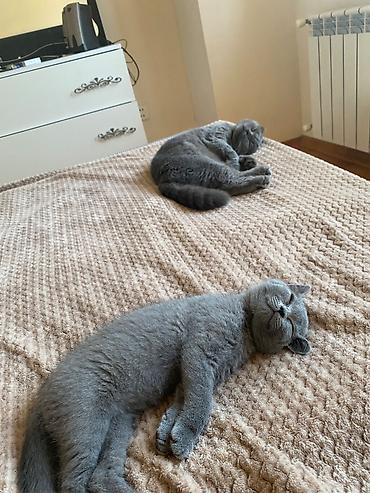 Pişiklər: Britan, Dişi — 12