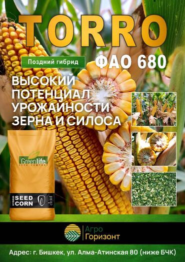 семена канадской пшеницы купить: В наличии семена кукурузы TORRO (ФАО 680) Поздний гибрид зернового