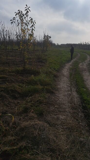Torpaq sahələrinin satışı: Quba-Xaçmaz ərazisindədir Asvalt yola 5km yaxınlıqda 6 illik karmen — 4