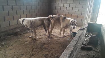 Собаки: Продаются алабай чистакровный белый свет 1год ии 5 мецес через 2 мецес