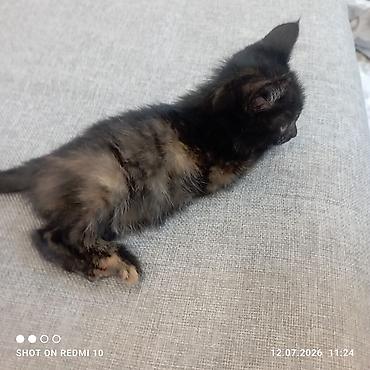 шотландский мышык: Котёнок черепахового окраса - Пушистый короткошёрстный котёнок с — 1
