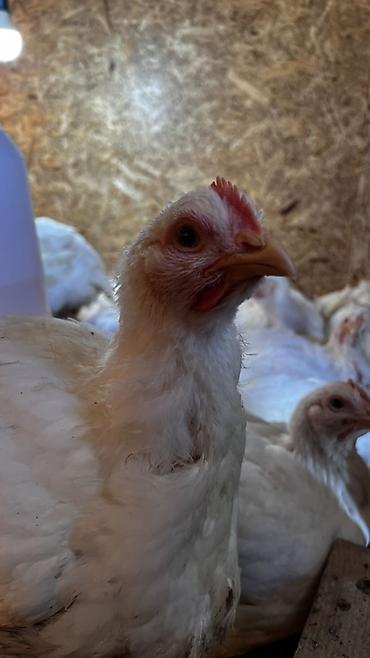 Бройлер: Продаем домашних бройлеров — выращены на натуральных кормах с особым — 7