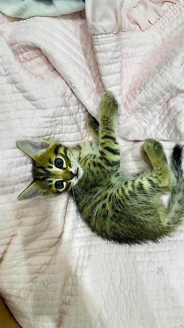 Продажа кошек: Домашние котята. Отец - бенгал. Мама - абессинка. - Возраст: 1,5 — 8