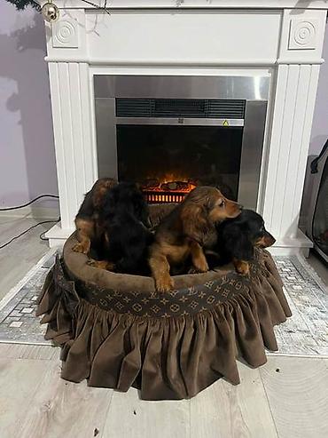 Psi: Dugodlaki patuljasti jazavičari štenci Dugodlaki patuljasti — 5