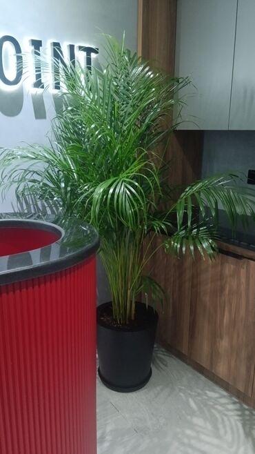 Şitillər: Qazon landşaft #qazon #torf #torf250litrlik Ekolayf #ekolayf balaken — 11