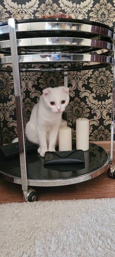 кошки отдам даром: Нашли кошку в 6мкрне. Белая, вислоухая, молодая. 
Умная, домашняя