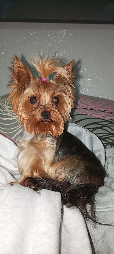 Psi: Jorkšir terijer – štenci iz kućnog legla majka ima kilo i po otac 980 — 18