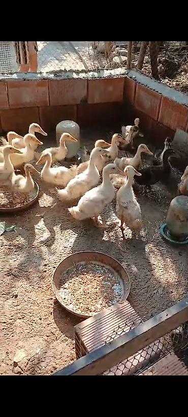 bakıda cücə satışı: Ördəylər satılır istəyən əlaqə saxlasın unvan Lənkəran — 4
