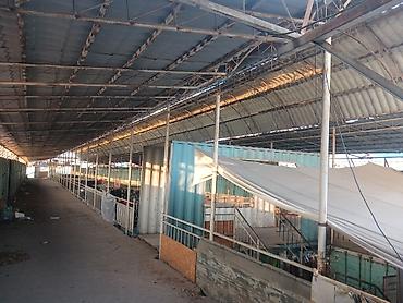 Другое для крыш: "Келечек базары көчүрүлүп жатканына байланыштуу, Чатырын сатууга — 5