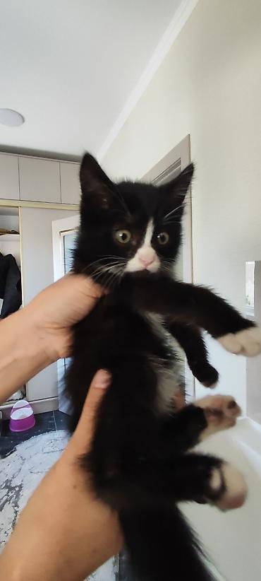 Продажа кошек: Отдам котёнка в добрые руки 🐾 Девочка, 3 месяца. Очень умная, ласковая — 4
