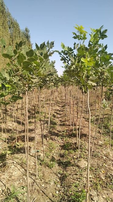 Декоративные деревья: Саженцы деревьев: Клёны — 10