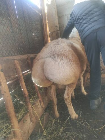 Бараны, овцы: Продаю | Баран (самец) | Арашан | Для разведения — 2