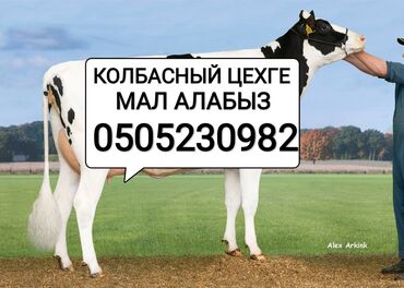 продаю цеплята: Куплю | Коровы, быки, Лошади, кони, Другие с/х животные | Круглосуточно, Любое состояние, Забитый