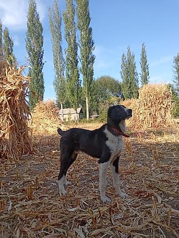 Продажа собак: Алабай, 6 месяцев, Самец — 1