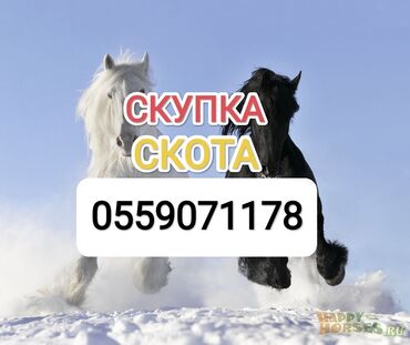 сколько стоит лошадь в кр: Куплю | Коровы, быки, Лошади, кони, Другие с/х животные | На откорм, Любое состояние, На забой, на мясо