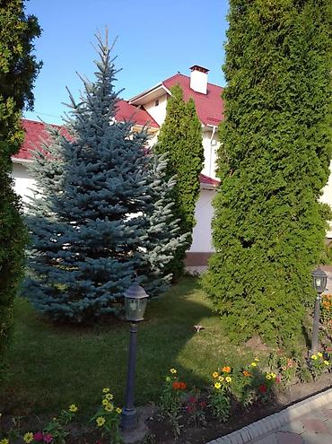 иностранцам: 400 м², 6 комнат и более, Ала-Арча ТРЦ, Семейным — 9