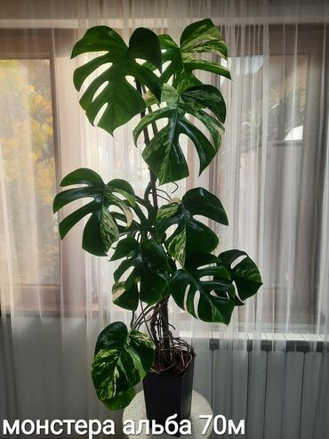 Otaq bitkiləri: Otaq bitkiləri kolleksiyası 1) Papоротnik – 20 m - Sərfəli otaq — 5