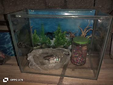 akvarium aksesuarlari: 2si 10litr 1,20 litr deməy olar işlənmiyib qalıb evdə balacalar10 — 3