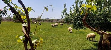 Uzunmüddətli kirayə mənzillər: *Təcili kirəyə EV. Məhləli Ev Kiçik ev təsərrüfatı üçün əlverişli — 10