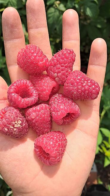 Малина: Малина — 1