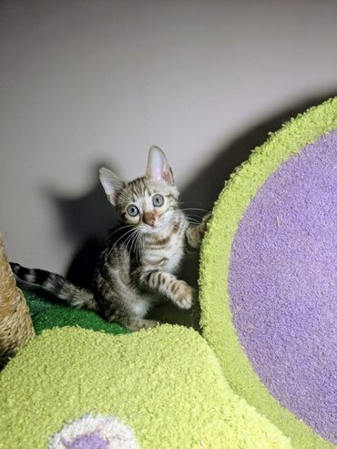 Продажа кошек: Бенгальская, 2 месяца, Мальчик, С документами, Приучена к лотку, Проглистована — 20