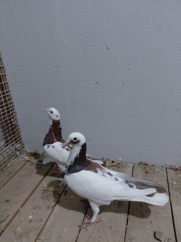 Göyərçinlər: Salam saglam quşlardı 16.17 tük istəyən yazsın vatsaf aktivdi - Növ — 11