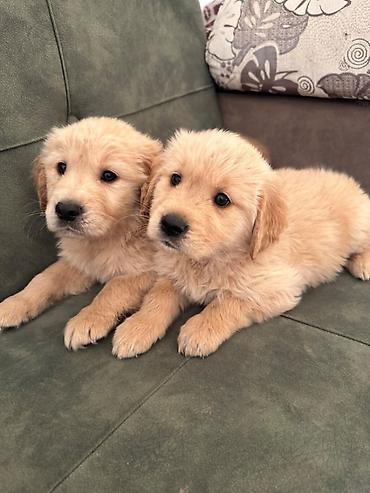 İtlər: Labrador-retriver, 1 ay, Erkek — 19