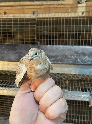 Другие с/х животные: Китайские расписные перепелки - Породы/окрасы: смешанные – тёмные — 22
