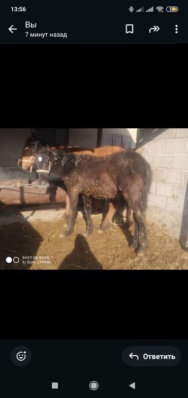 Лошади, кони: Продаю | Жеребенок | Рабочий — 5