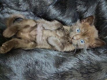 Pişiklər: Şotland — 8