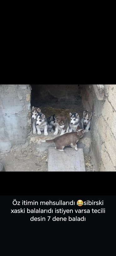 setteri it cinsinin digər adı: Xaski, 2 ay