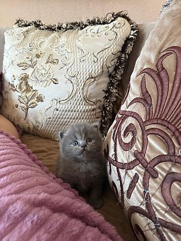 Pişiklər: Britan — 7